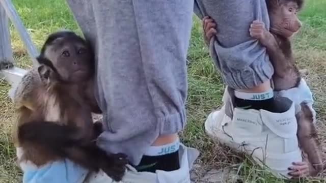 Baby baboon scratching and playing on the keeper's foot