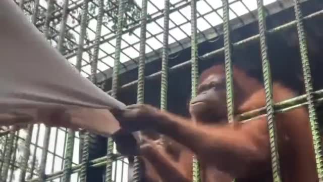 😂😂Funny video(chimpanzees and human)