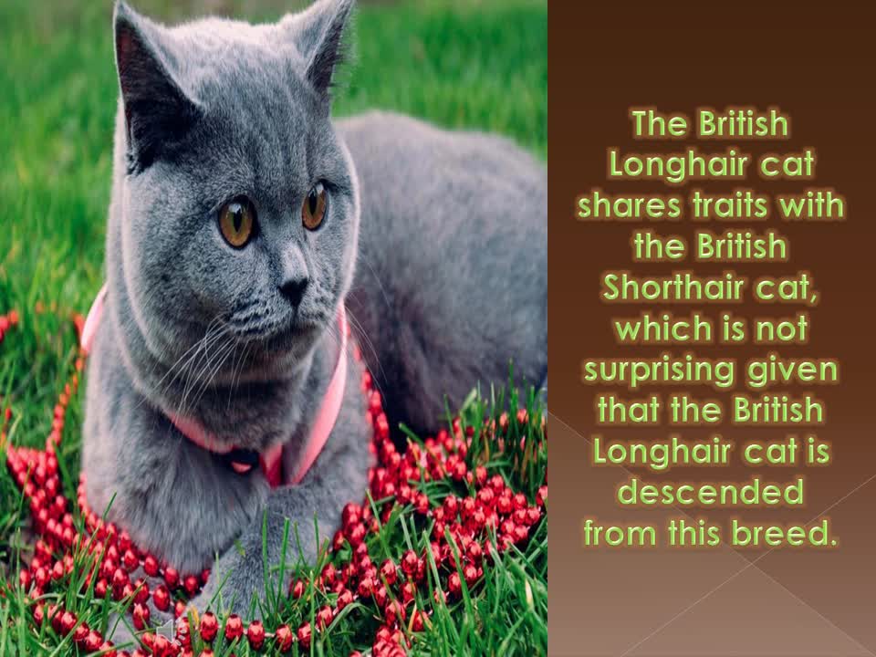 British cat