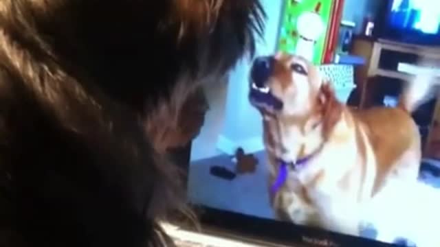 This excessive barking dog surprised the master by keeping quiet when watching other dogs on TV.