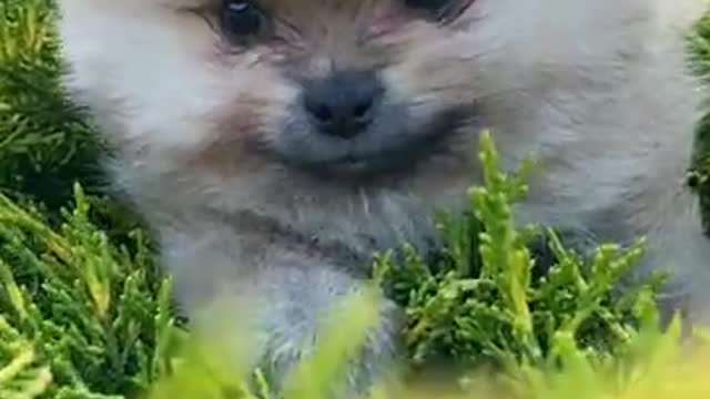 Cute puppy looking or searching