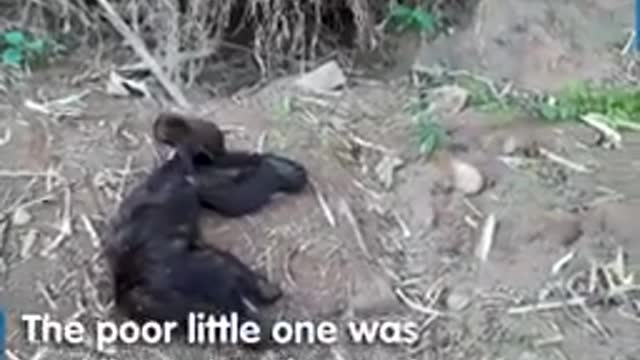 LEFT ALONE BABY MONKEY GETS RESCUED