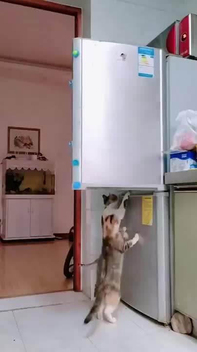 Les chats volent de la nourriture