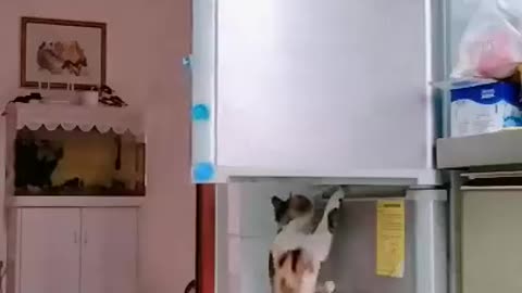 Les chats volent de la nourriture