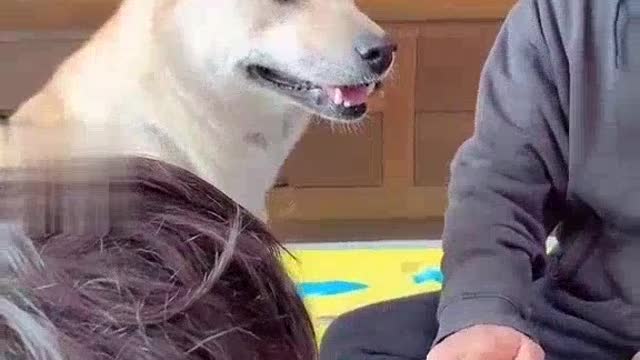Unnoticed dog