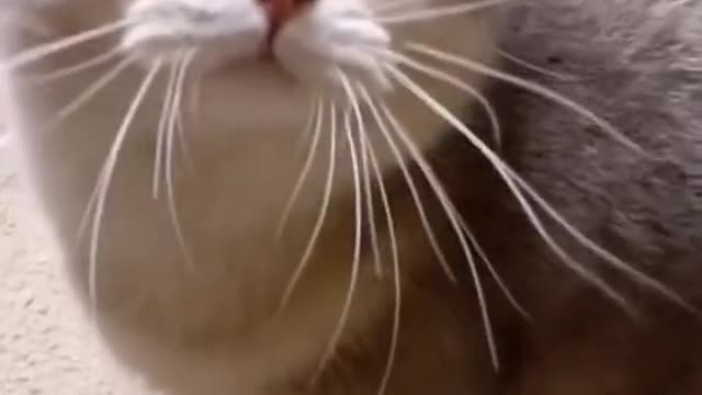 Where is My Mom