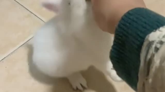 Cute Rabbit Tumbles Over While Eating