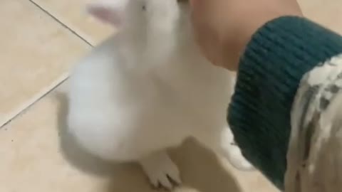 Cute Rabbit Tumbles Over While Eating