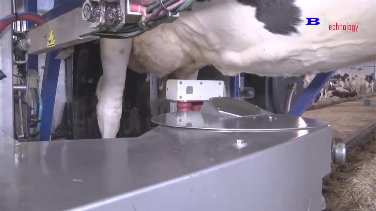 Modern cow raising process save Millions of Dollar