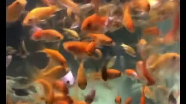 How Many Goldfish Can You Put in a Fish Tank?