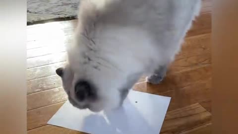 Cat trying to hide a black dot on a plain paper