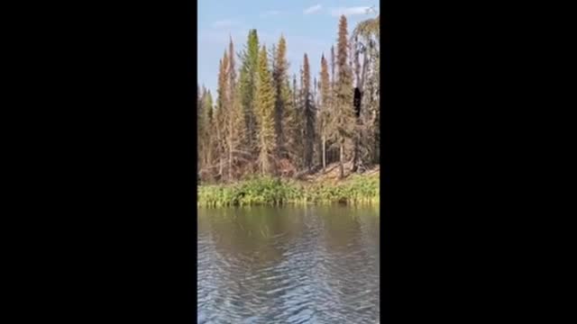 Black bear climbs tree to go after an eagle’s nest👏🏽