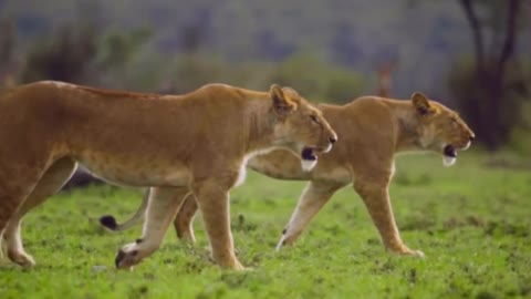 Pair of Lionesses Walking Together