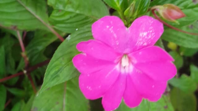 petunia flowers