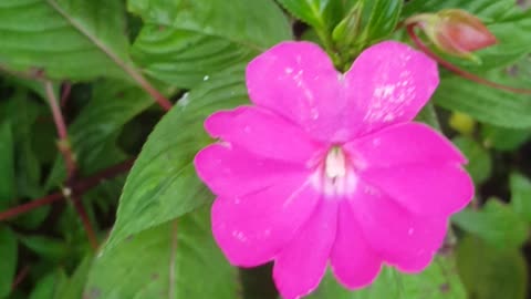 petunia flowers