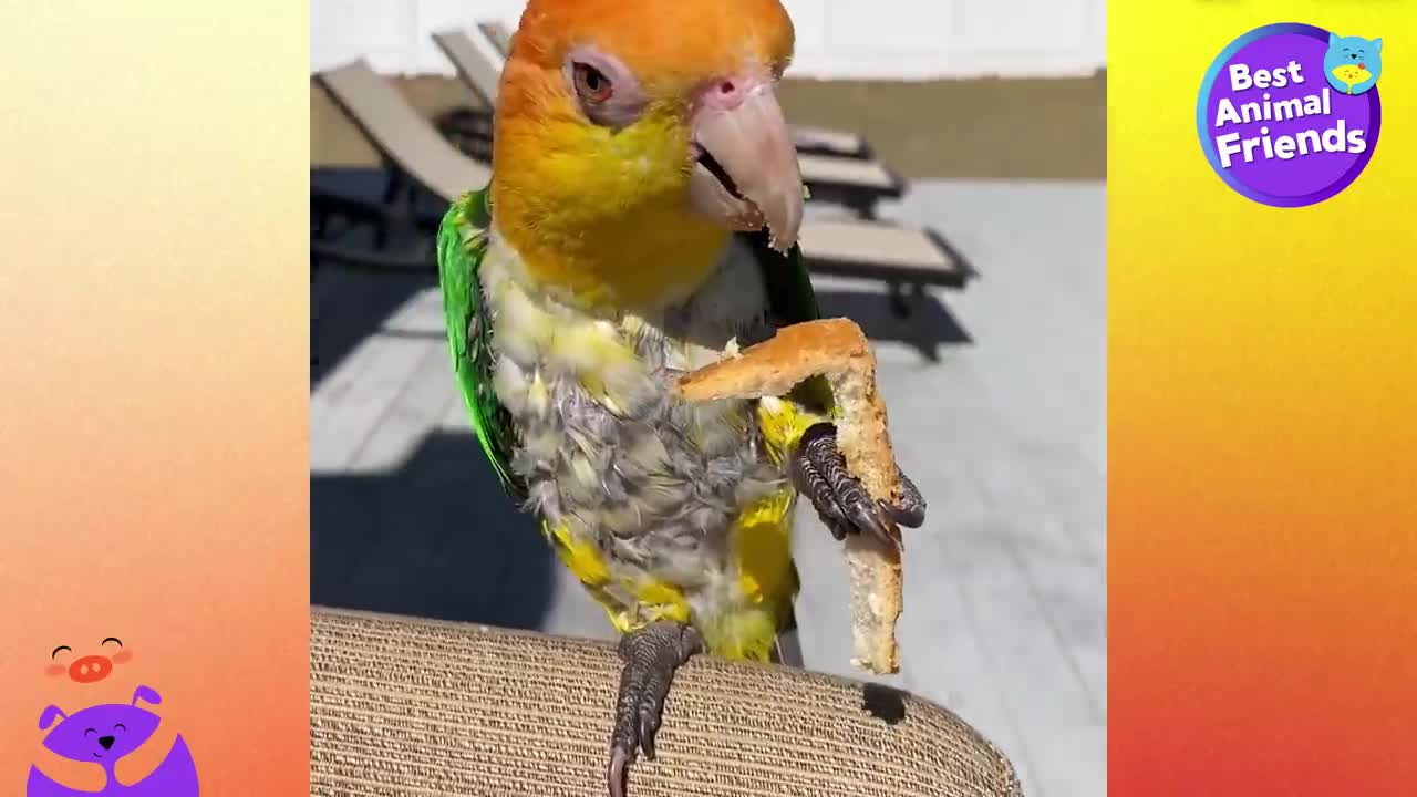 This Parrot Just Got A Little Puppy Brother And He Is NOT Happy - Best Animal Friends - Dodo Kidsp1