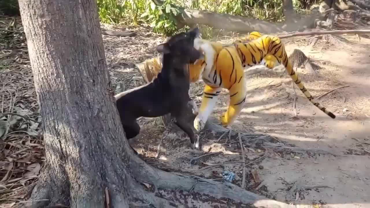 Wow Nice Funny !! Fake Tiger Prank Dog Run try to stop