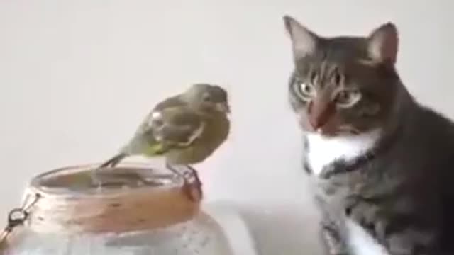 Nice kitty kitty 😂😂😂