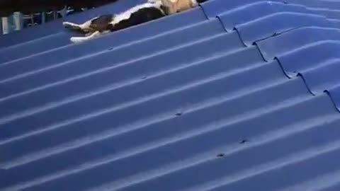 Chill Kitty Sunbathes on Rooftop