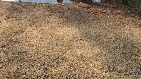 Geese and Duck walk on Ice or do they?