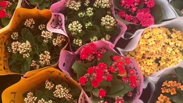 Beautiful flowers beautiful mood