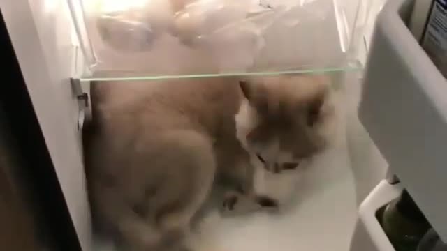 funnypets.video - BhtddvnhLWI