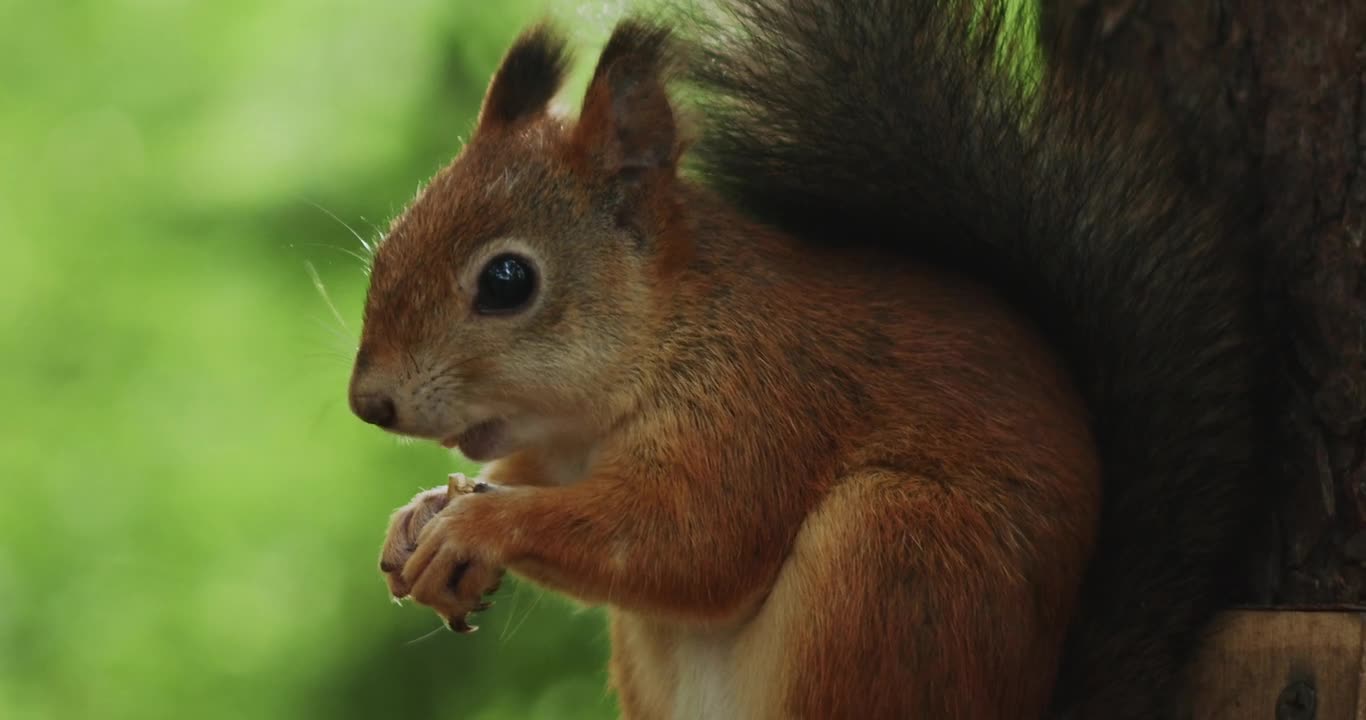 A Brown Squirrel Eating