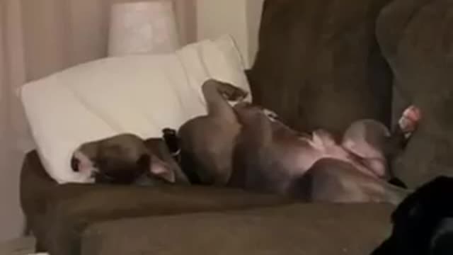 Grey dog and black dog sleep on brown couch while tv plays