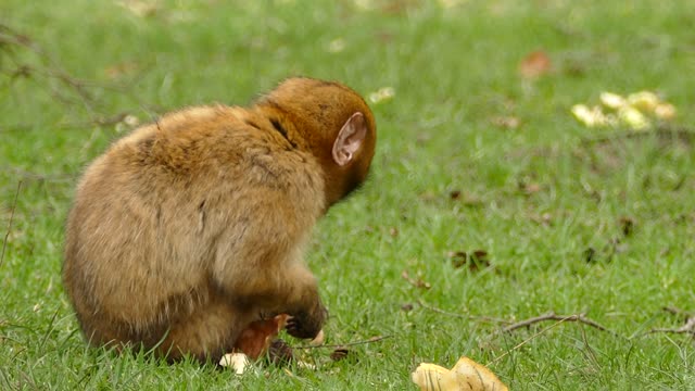 Un Singe Brun Mangeant Du Pain