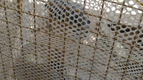 This red-crowned crane is eating food in a cage