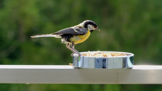 The most beautiful bird eats