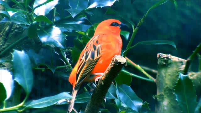 This bird name is red fody.