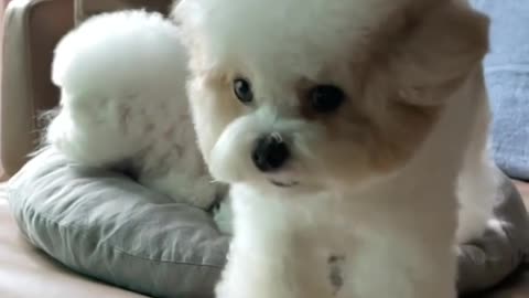 Such a sweet and innocent little puppy!!