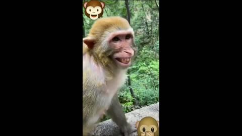 Funny Videos🌍🦍🐸🦎Funny monkey compilation cute monkey and dog video.funny monkey doing chipkali