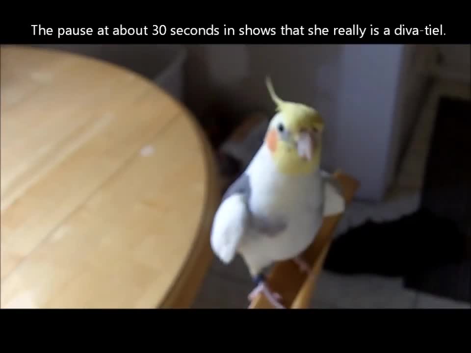 Try not to Laugh | Smart and funny singing bird. an adorable animal.