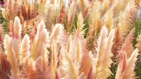 Pautumn # wind # grass # toryou # sun # scenery