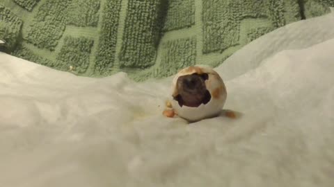 Newborn Turtle Leaves Egg for First Time