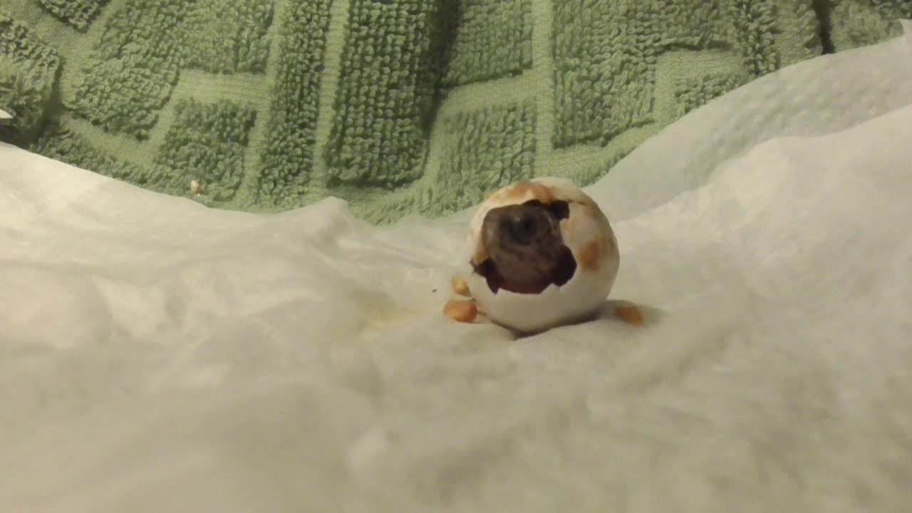 Newborn Turtle Leaves Egg for First Time