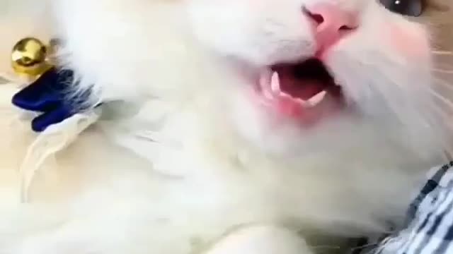 fell is good natural face in cats