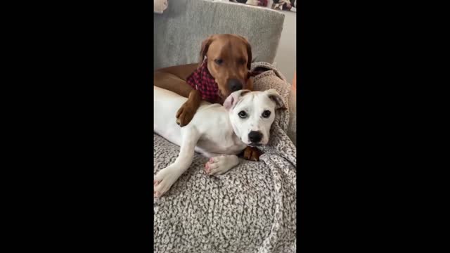 Pair of sweet doggies preciously cuddle with each other