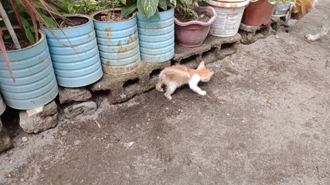 Kitten try to hide his waste.