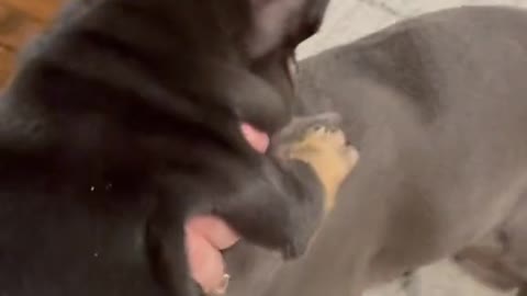 Funny Dog Videos Part 45
