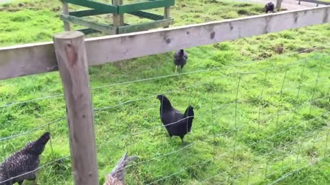 Eagles Creek Farm Tractor ride Lightwater Valley