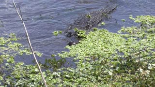 Alligator jumps to catch a fish