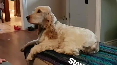 Tan dog staring at owner while sitting on ottoman