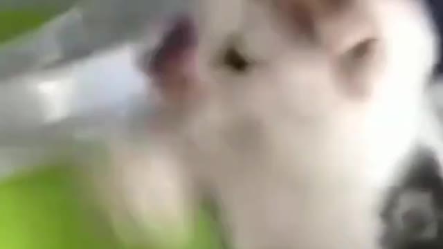 funny animals