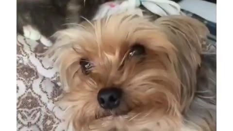Pom puppy