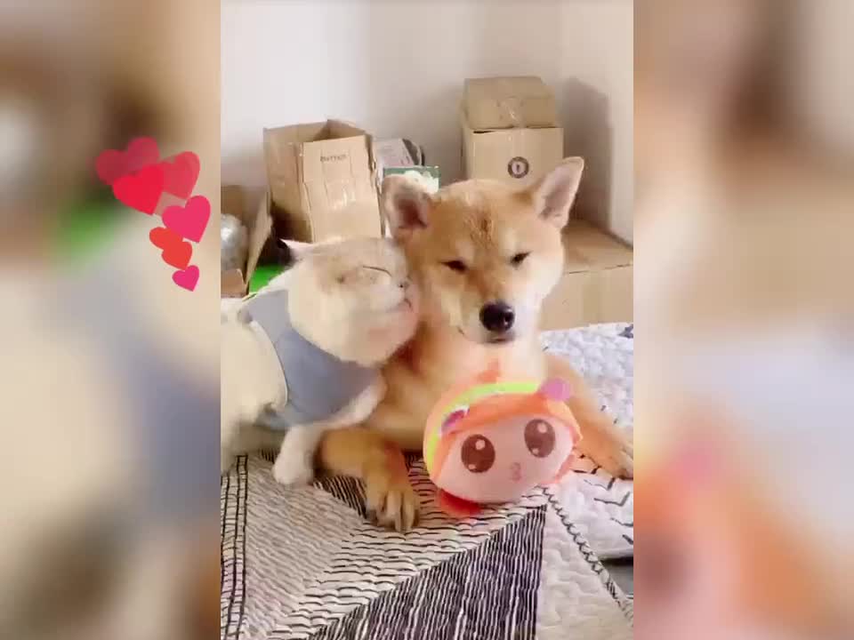 Kitten in love with dog