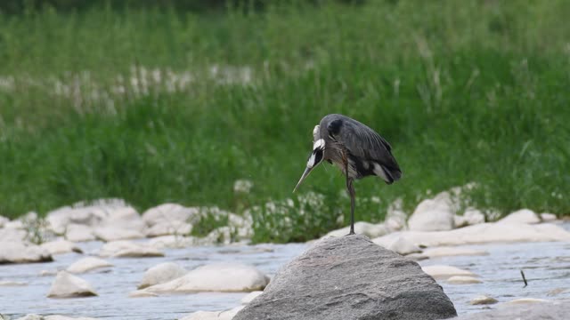 Great Blue Heron