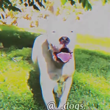 Dog Argentino beautiful dogsedit##